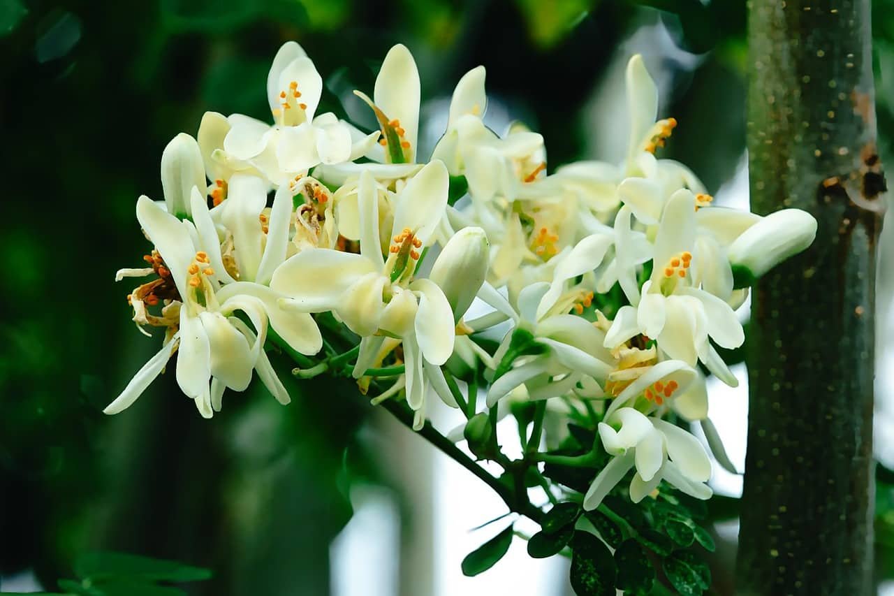 alt="Flores blancas de Moringa"