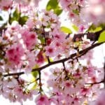 alt="Arbol cubierto de flores de Cherry Blossom, colores super llamativos rosados y tiernos"
