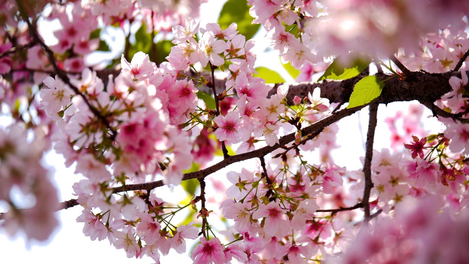 alt="Arbol cubierto de flores de Cherry Blossom, colores super llamativos rosados y tiernos"