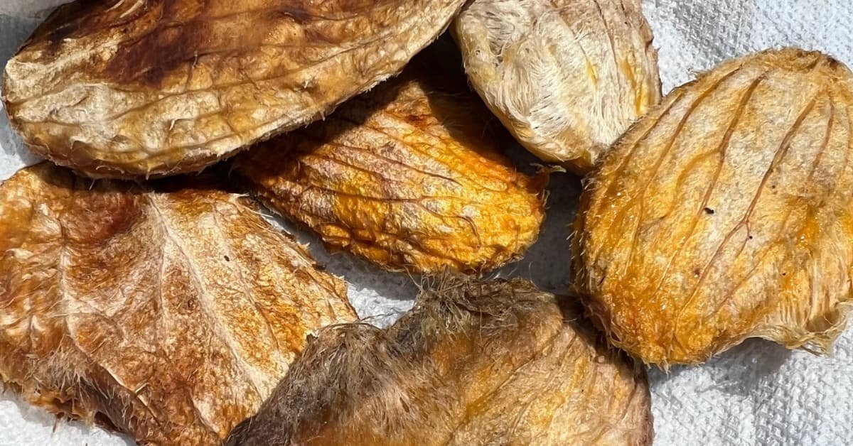 alt="VArias semillas de mango apiladas, de color marron amarillento porque etan deshidratadas"