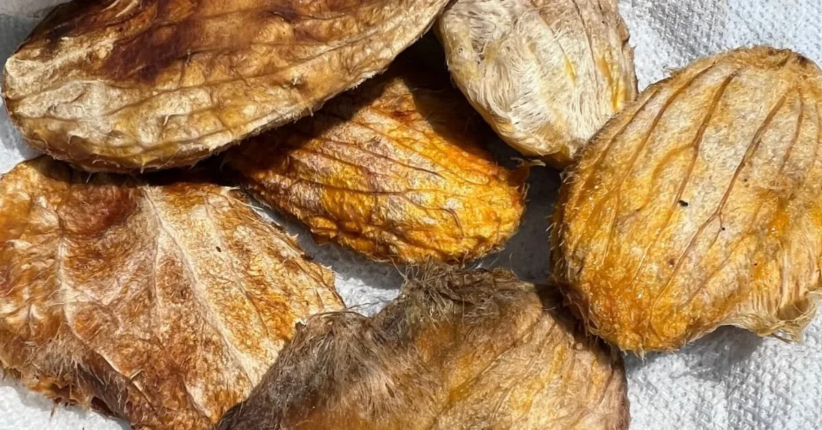 alt="VArias semillas de mango apiladas, de color marron amarillento porque etan deshidratadas"