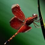 alt="libélula de color rojiso, con las alas extendidas posada sobre una hoja de coor verde y amarillo, coor del fondo verde oscuro con destello de verde claro atrabezando el centro"