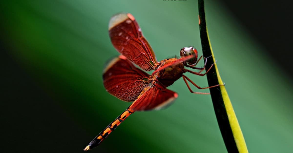 alt="libélula de color rojiso, con las alas extendidas posada sobre una hoja de coor verde y amarillo, coor del fondo verde oscuro con destello de verde claro atrabezando el centro"