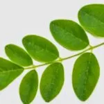 alt="Rama con varias hojas frescas rebozantes de verde de la planta de moringa, sobre un fodo de color gris ligero"