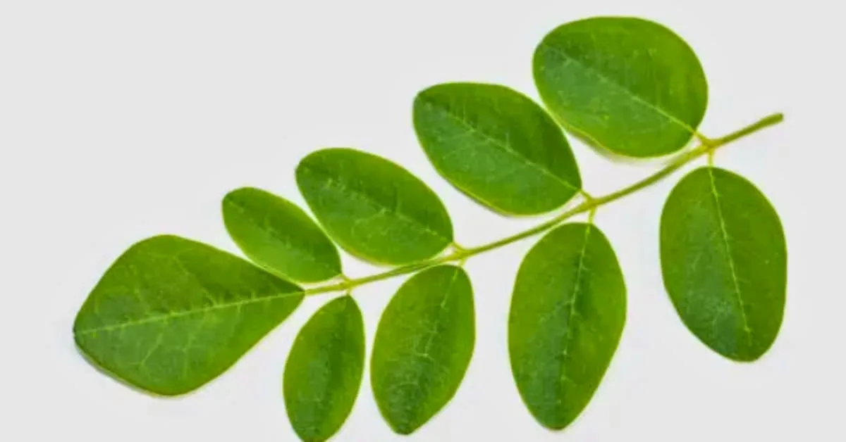 alt="Rama con varias hojas frescas rebozantes de verde de la planta de moringa, sobre un fodo de color gris ligero"